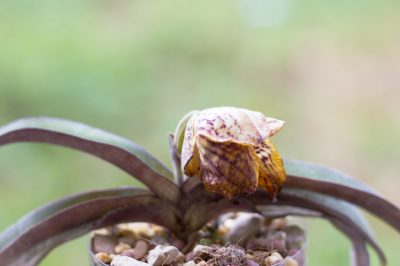 Non potare mai troppo forte gli arbusti di genziana