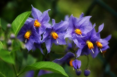L'arbusto della genziana non è resistente