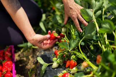 Lavare le fragole delicatamente - per preservarne il sapore