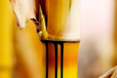 Le più importanti varietà di fragole in sintesi