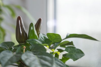 Le più belle specie di orchidee terrestri per il tuo giardino