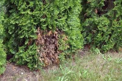 Quando inizia il tempo di raccolta del ribes?