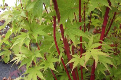 L'acero fan è soggetto alla temuta Verticillium wilt