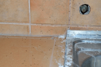 L'acero fan in contenitore ha bisogno di un buon drenaggio