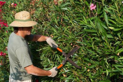 Quali specie di palme a ventaglio sono adatte alla casa e al giardino?