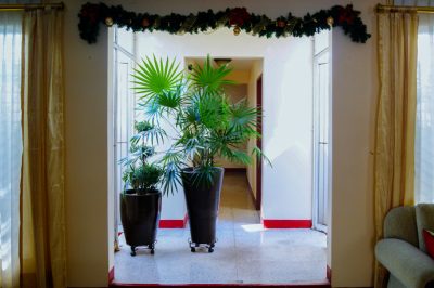 Quando la palma a ventaglio ha foglie marroni