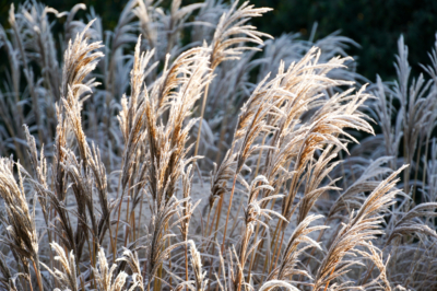 La felce forma un fiore?