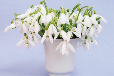 La felce è una specie protetta?