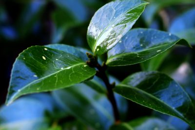 La felce ha le foglie marroni: cosa c'è che non va?