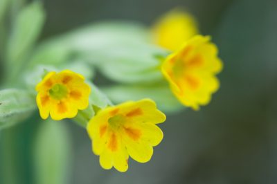 La felce nel giardino: Cosa importa?