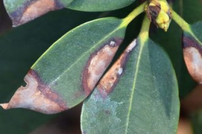 L'erba setola di pino: pianta e cura