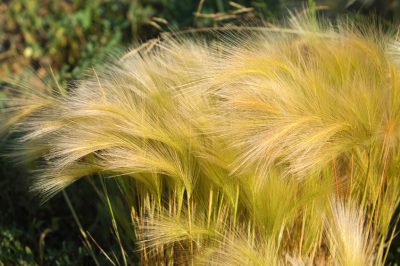 Posizione e propagazione, L'erba piuma in giardino: benefici