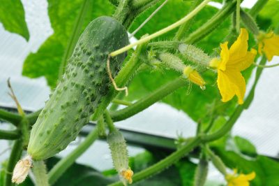 Quanto diventano alte le querce?