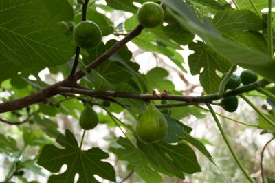 Qual è la ragione per cui un albero di fico non dà frutti?
