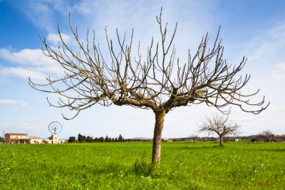 L'albero della parrucca perde le foglie