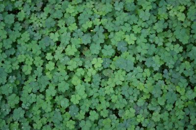 La piantaggine è velenosa: fatto o bugia?
