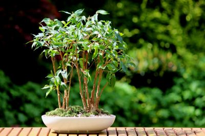 Ficus benjamina come bonsai - istruzioni per la cura con consigli e suggerimenti