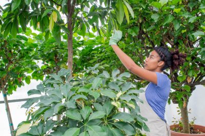 Lotta agli afidi su Ficus benjamina - Come fare con rimedi casalinghi