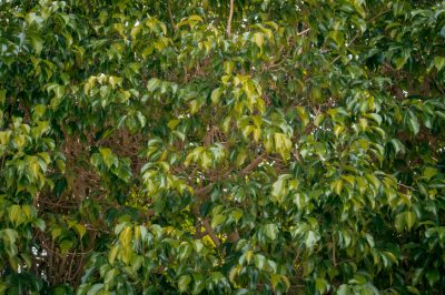 Ficus benjamina ottiene foglie gialle - Cosa fare?