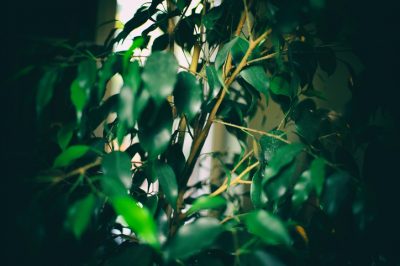Ficus benjamina perde le foglie - Le 5 cause più comuni