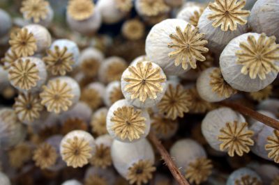 L'aralia da dito è velenosa?