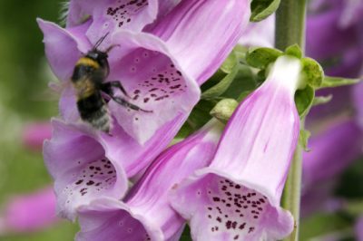 Tender and light - the seeds of foxglove