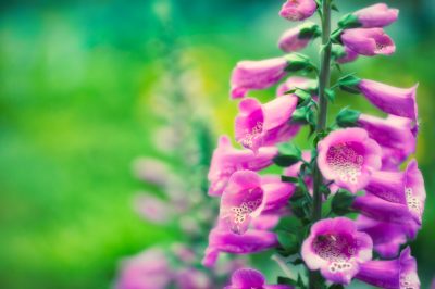 Quanto è velenosa la foxglove?