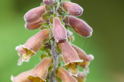 La digitale - una pianta resistente per il giardino?