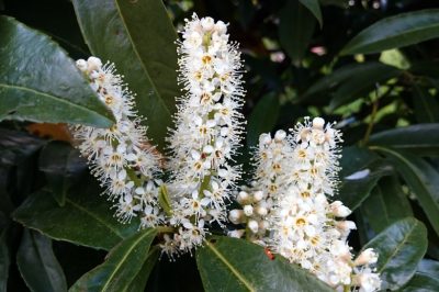 Le foglie della forsizia appaiono solo dopo la fioritura