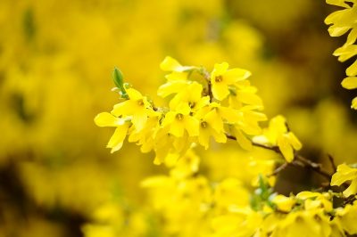 Le più belle varietà di forsythia per piccoli e grandi giardini