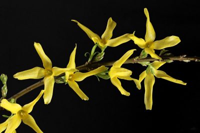 La forsizia non ha bisogno di una posizione speciale