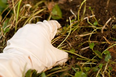 La concimazione non è necessaria per la forsizia