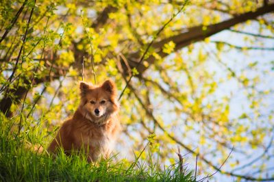 La forsizia è solo leggermente tossica per i gatti