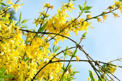 La giusta cura per la robusta forsizia