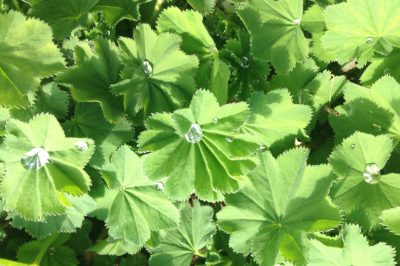 Mantello di donna - Raccolta di foglie e fiori