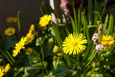L'orchidea pantofolaia è incondizionatamente resistente? per l'inverno