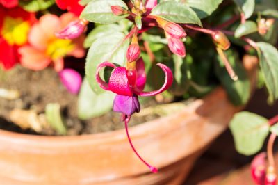 Le fucsie sono piante ideali per il balcone