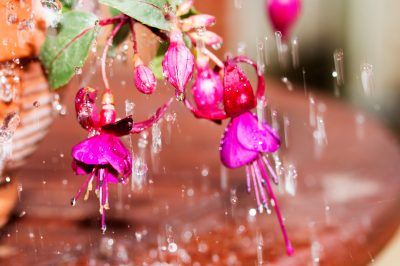 Svernamento, potatura, Lo splendore dei fiori di fucsia - cura