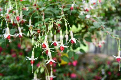 Fruning fuchsia regularly