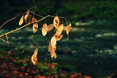 Quale posizione piace di più all'hosta?