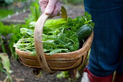 Eliminare le lumache sulle fununias