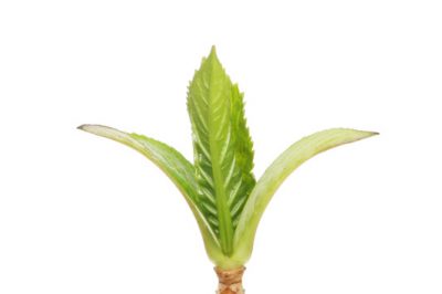 Quando è il tempo di fioritura della margherita?