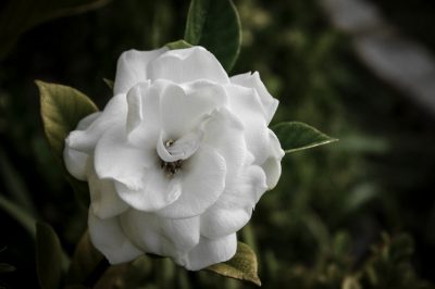 La corretta cura della delicata gardenia