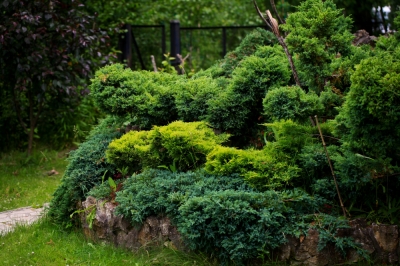La gardenia non è resistente