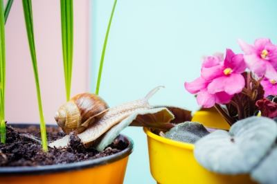 Quando fiorisce il garofano da giardino?