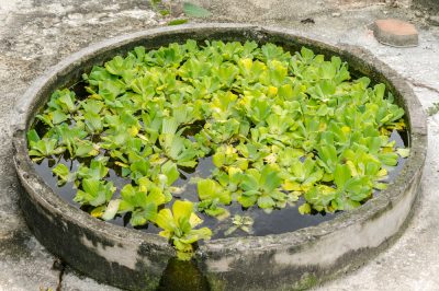 La costruzione di un laghetto con cemento fornisce individualità nel giardino