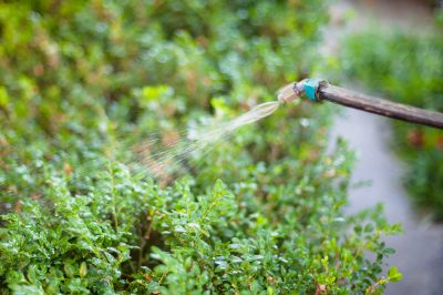 La cimice del giardino è un parassita temuto?