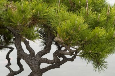 Nulla è impossibile - il caprifoglio in vasca