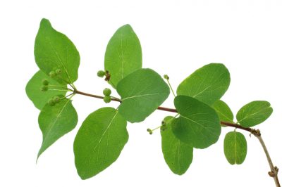 Quale caprifoglio è sempreverde e quali sono le sue caratteristiche?