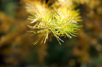 Quali cure manterranno il caprifoglio sano e vigoroso?